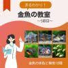 金色金魚|まるわかり！金魚の体色と模様18種＜金魚の教室5限目＞